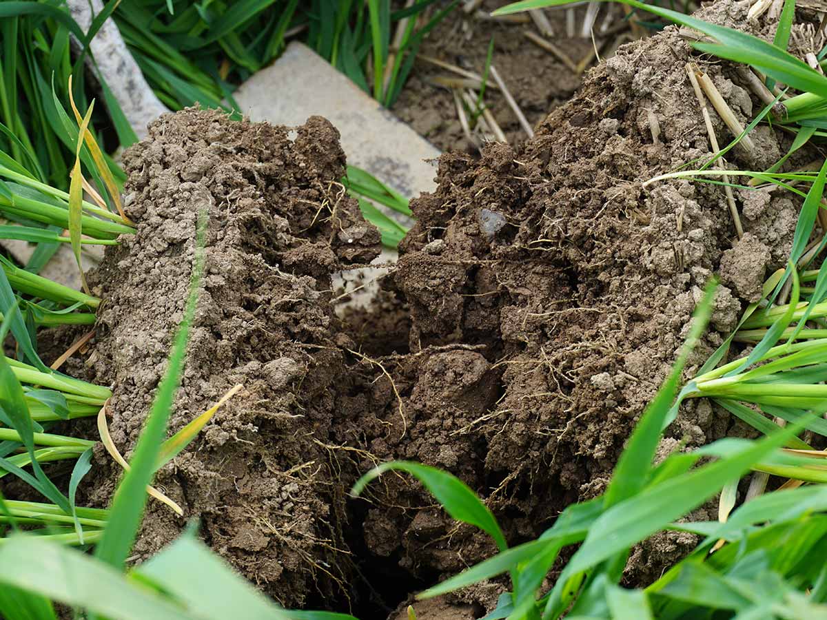 soil being dug up in the field to admire the biodiversity richness