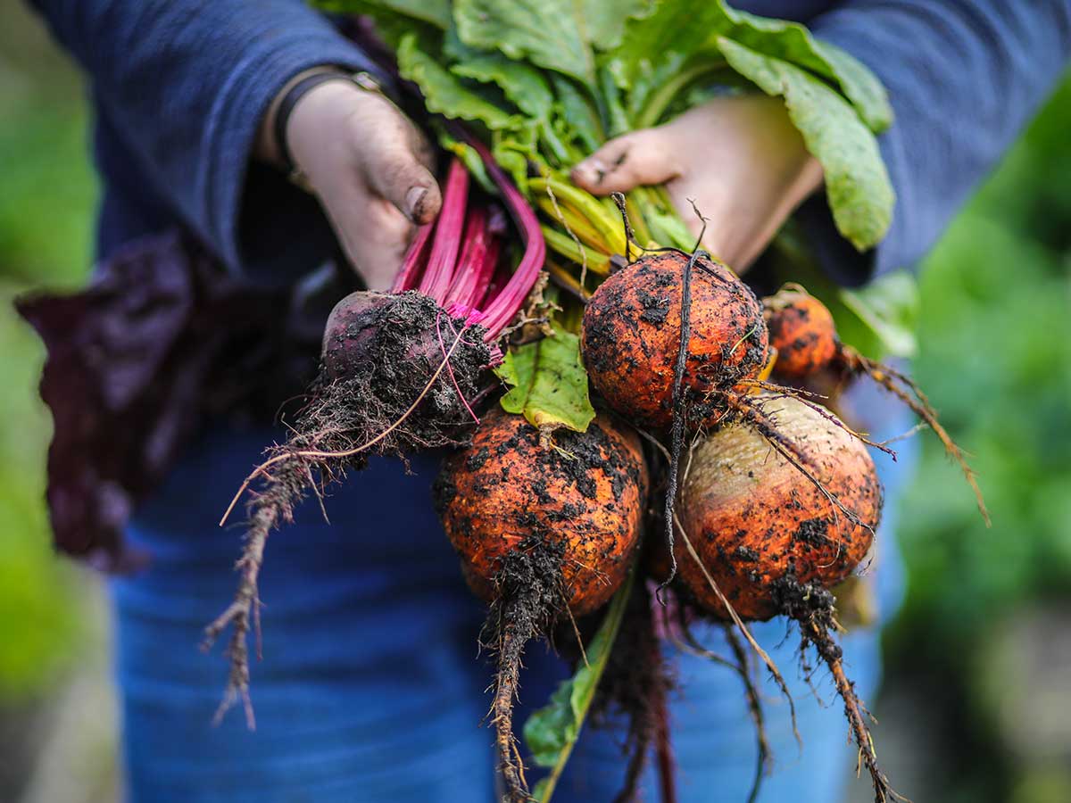 person holding earth covered beetroots, soil, vegetables, farmer