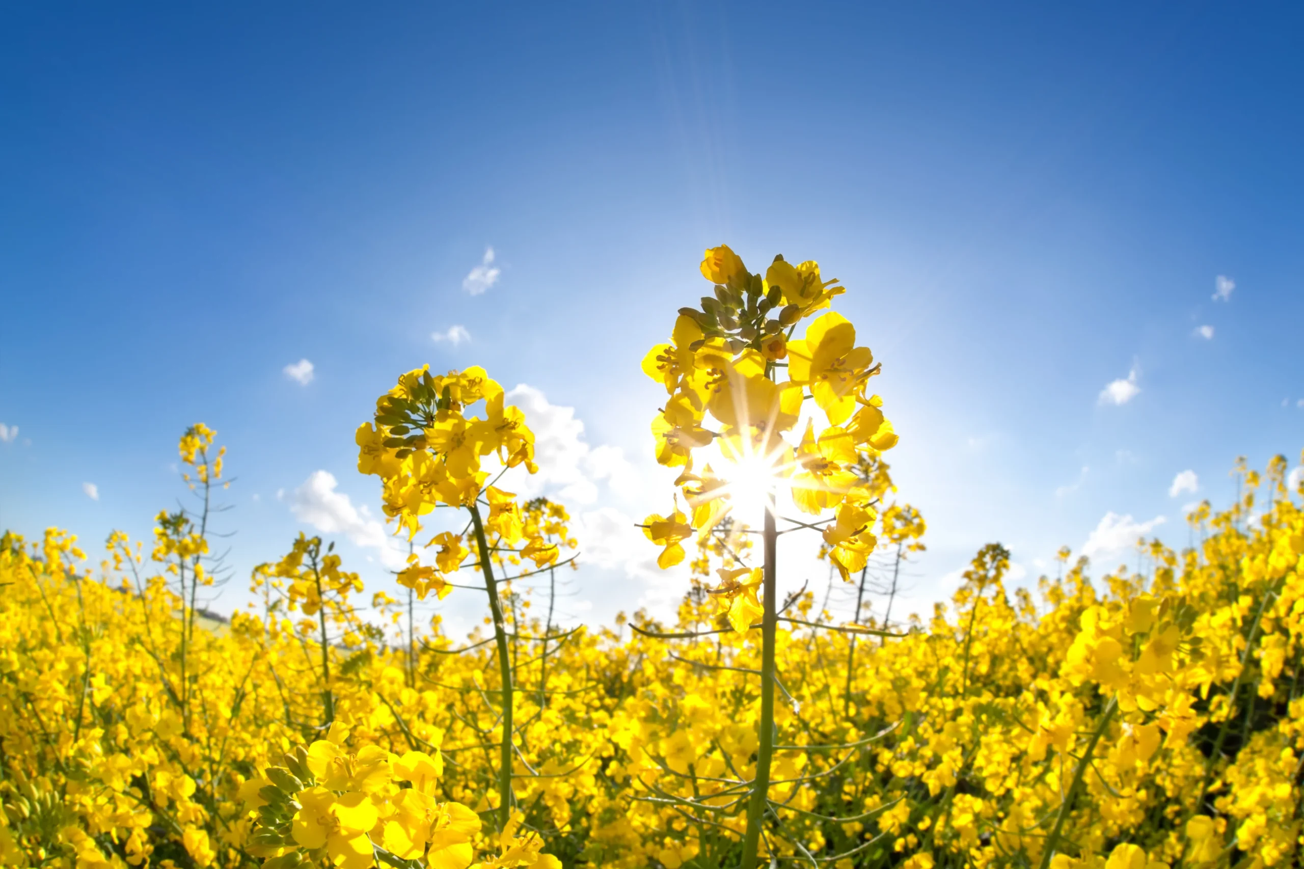 field with yellow rapeseed flowers and sunshine and blue skies