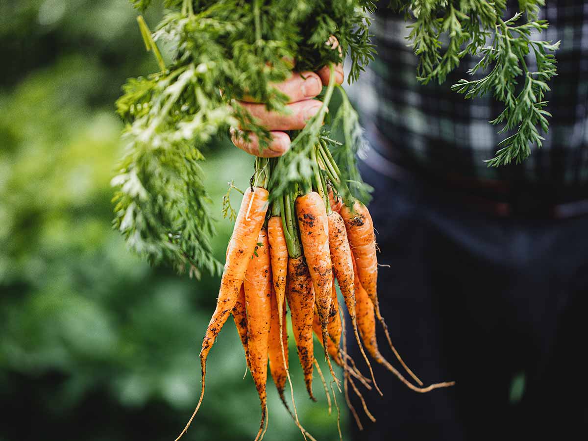 farmer holding ripe carrots covered with soil to explain carbon cycle