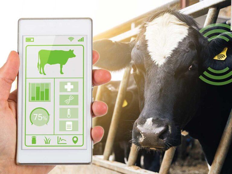 carbon audit (scotland) depiction in an app that helps manage emissions in suckler beef herd