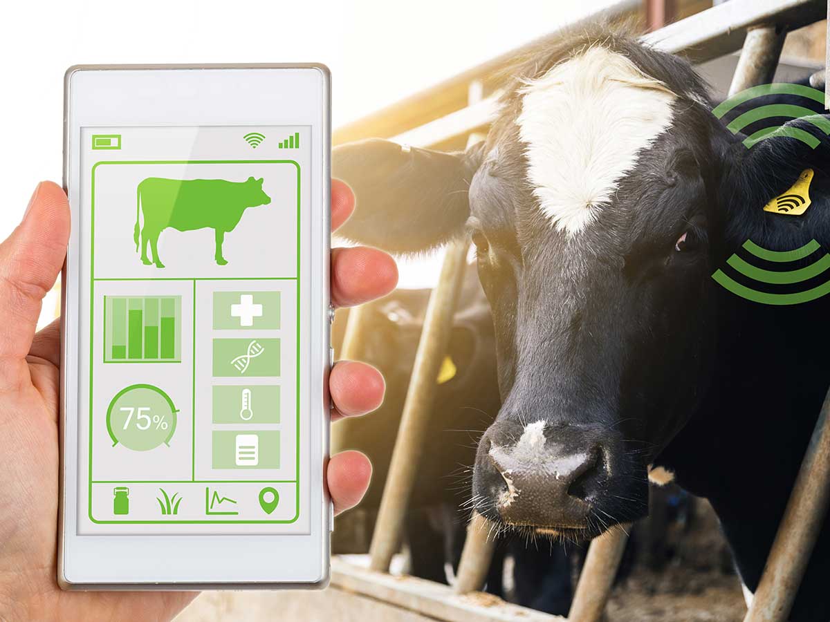 a hand holding an app that helps manage emissions in suckler beef herd