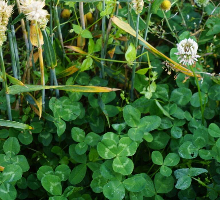 clover pasture grass