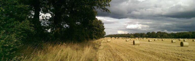 field after harvest with round haybales and trees on the verge