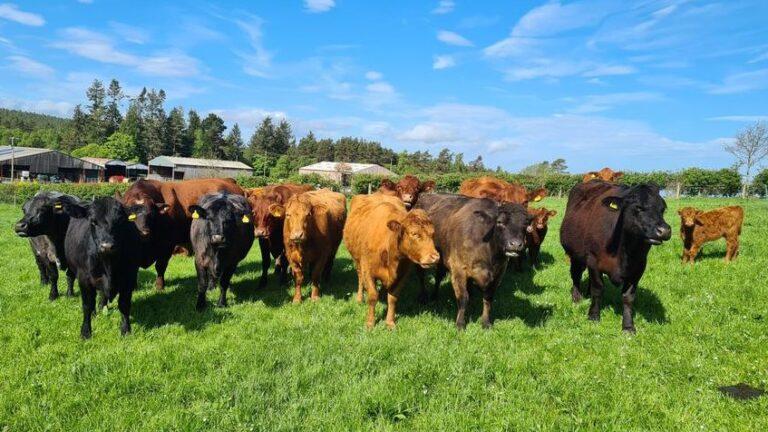 Edinvale farm bulls in the field on a sunny day
