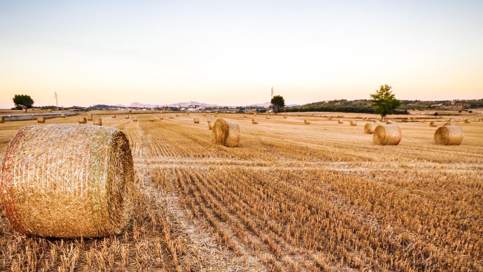 round hay bales in the field after harvest