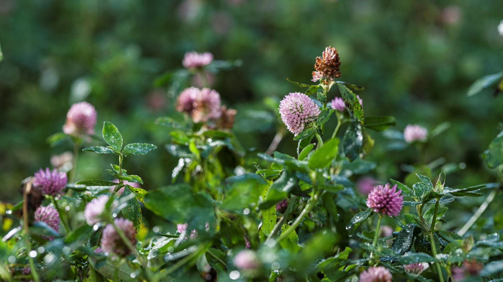 red clover in a mixed sward of grass