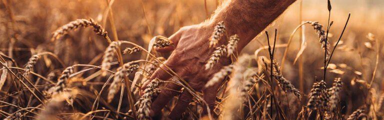 farmer running a hand through grains ready to harvest in a wheat field