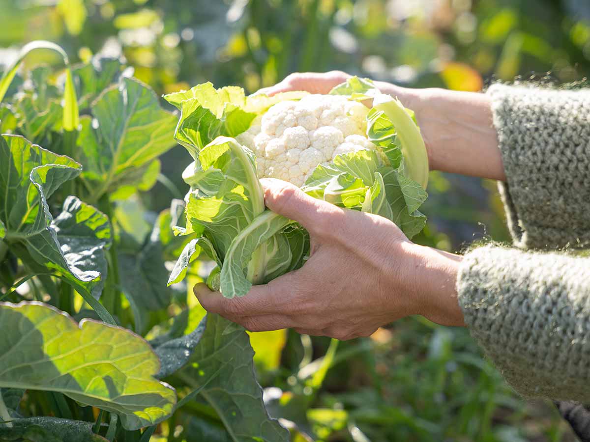 a farmer holding a ripe cauliflower in their hands in the sunshine