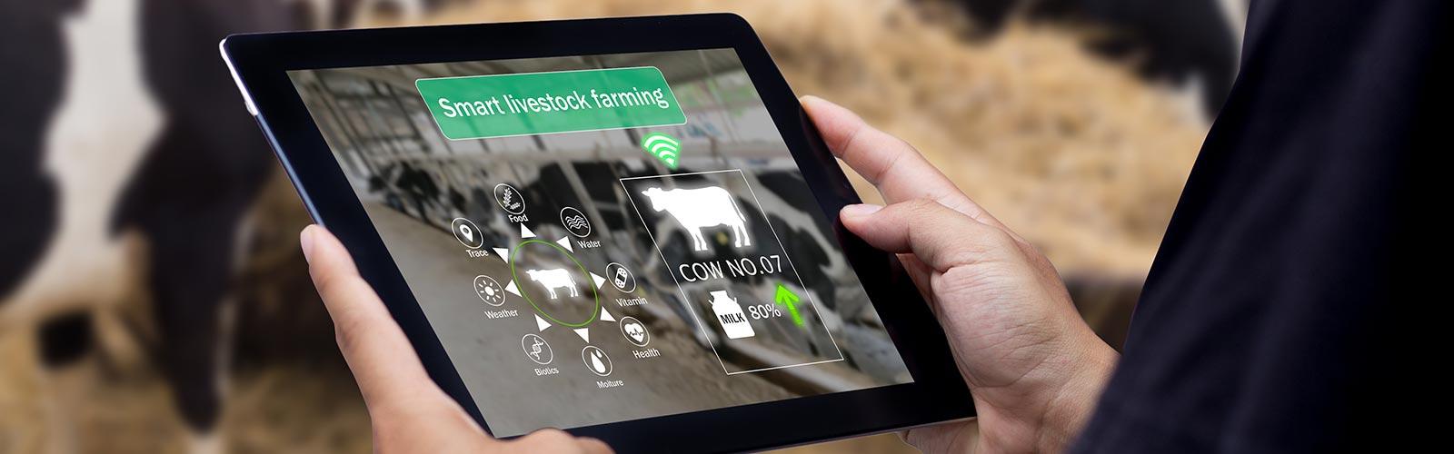 farmer with tablet checking on feed efficiency for his dairy herd