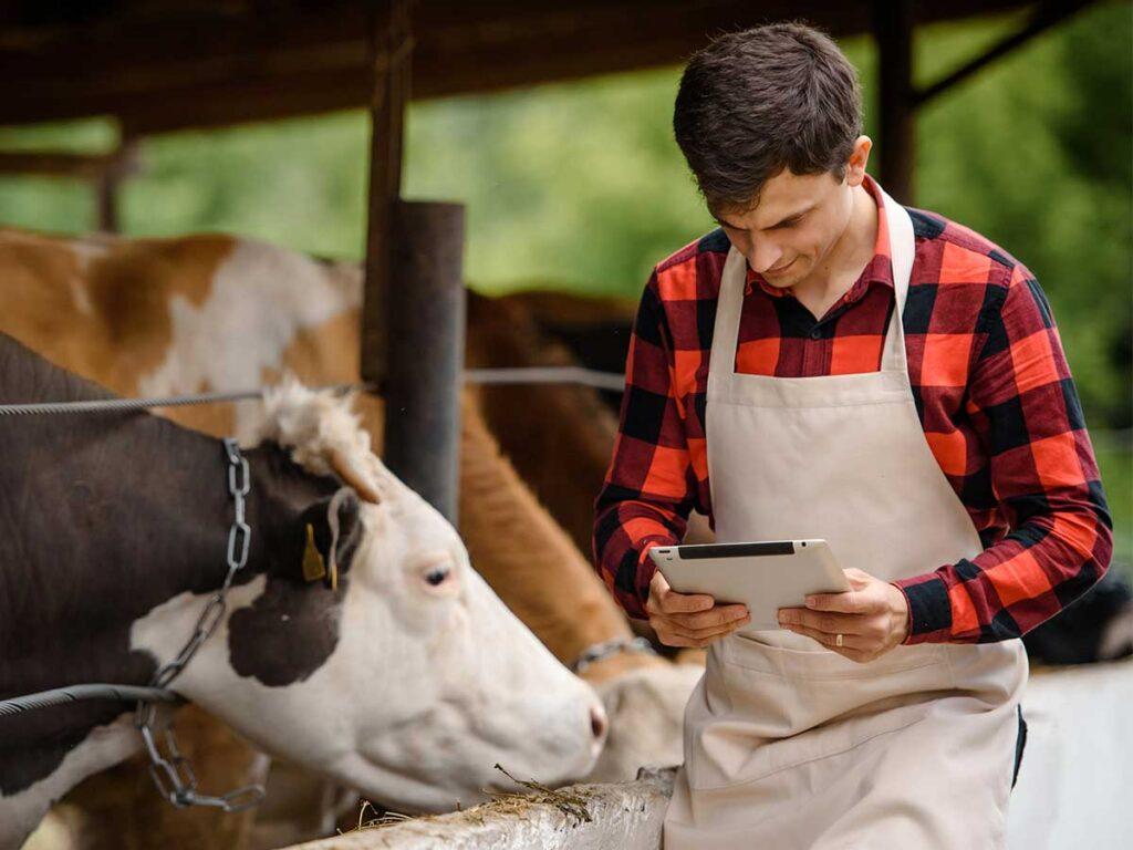 farmer with cow and tablet
