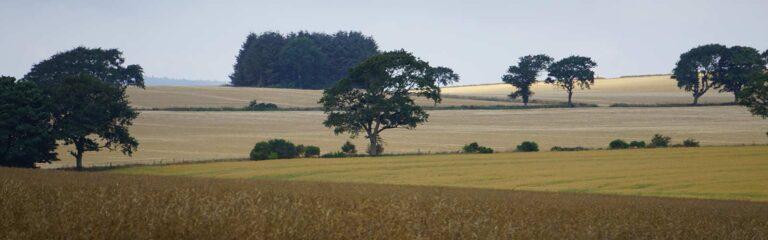 large wfield with tres and ripe barley ready for harvest