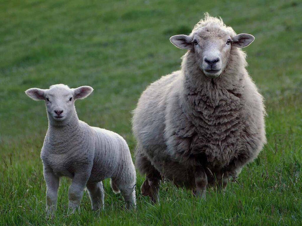 female sheep ewe and lamb in a green field