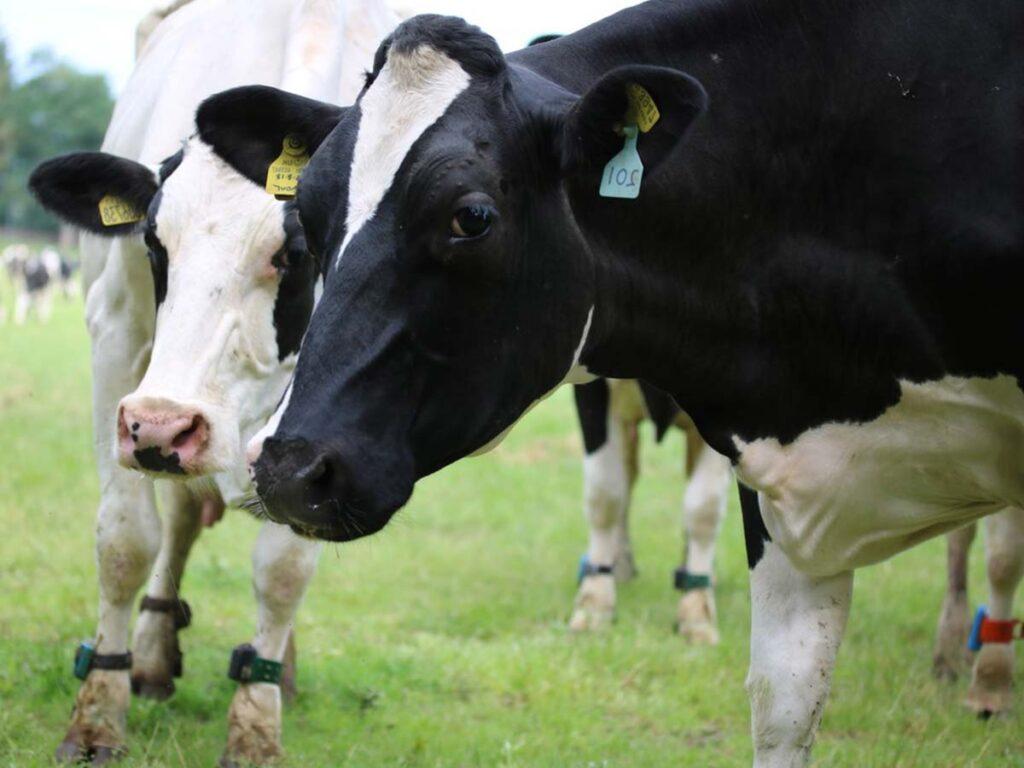 pretty dairy cows in the field grazing