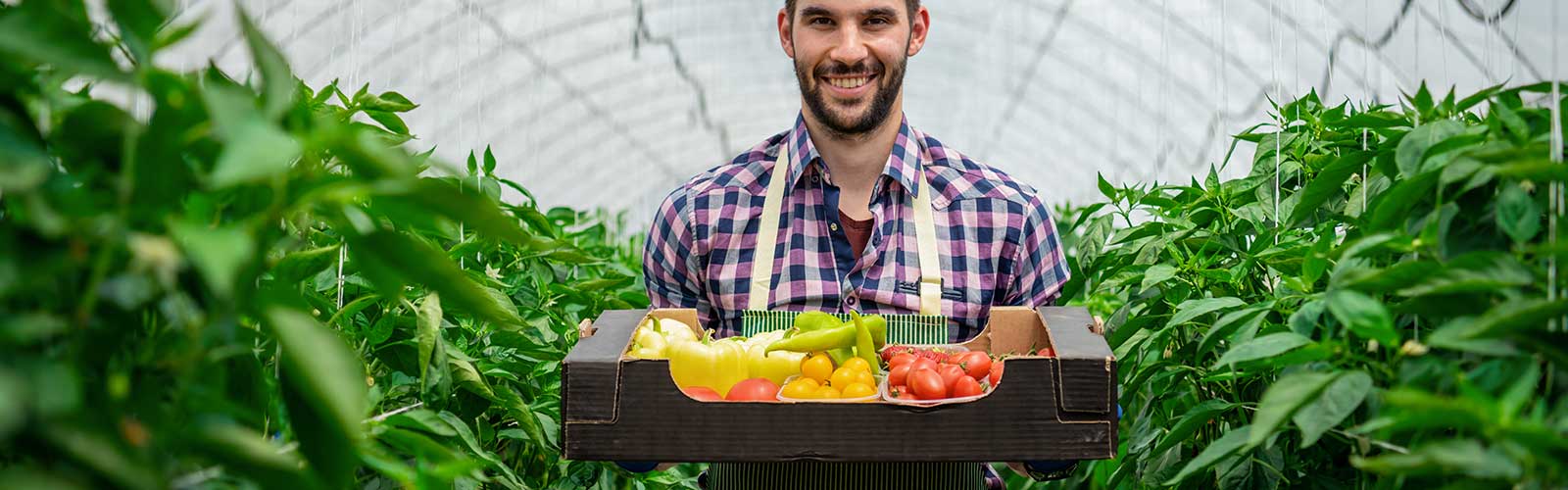 young farmer holding a box full of agricultural produce vegetables