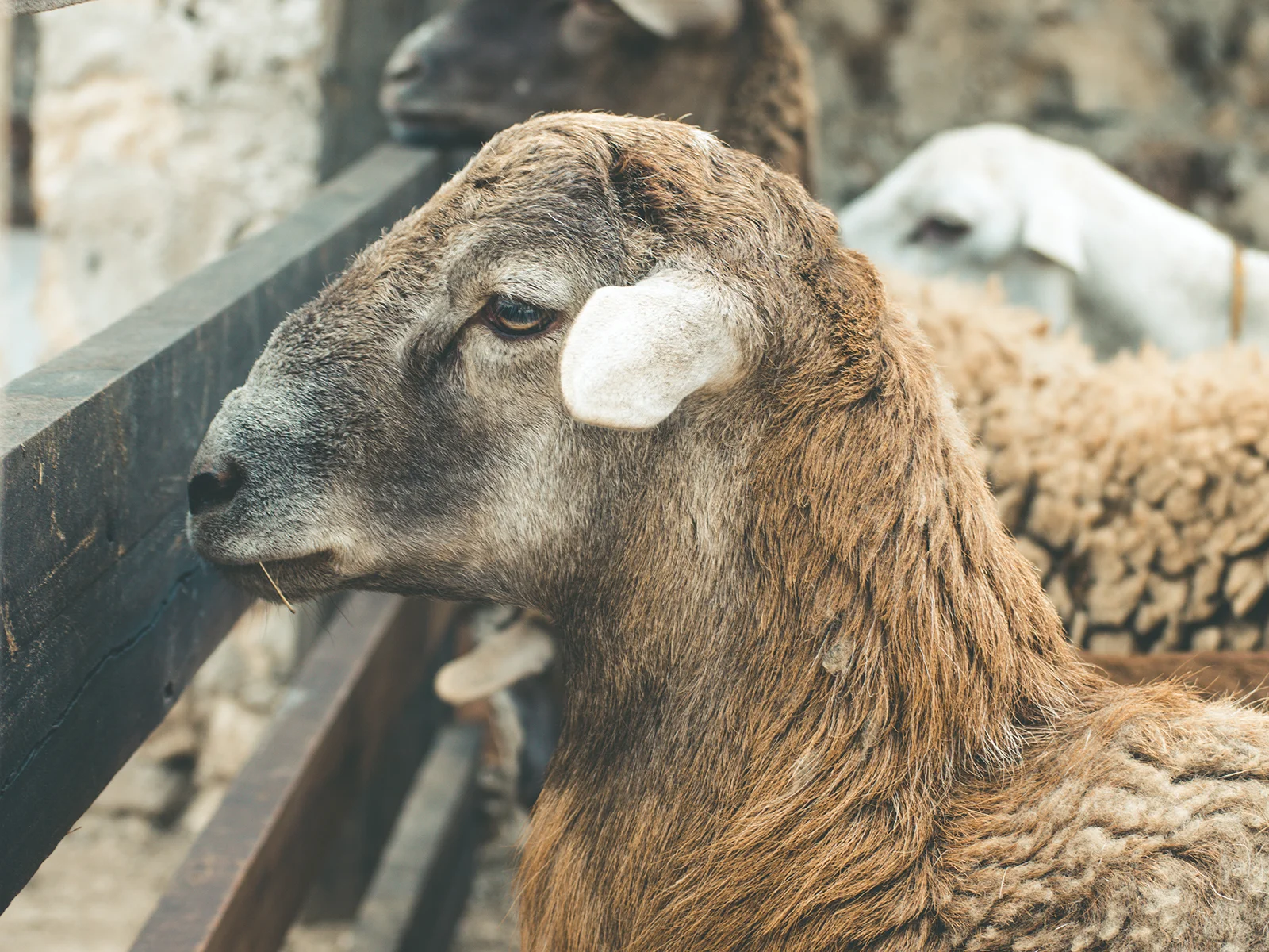 cute sheep in paddock