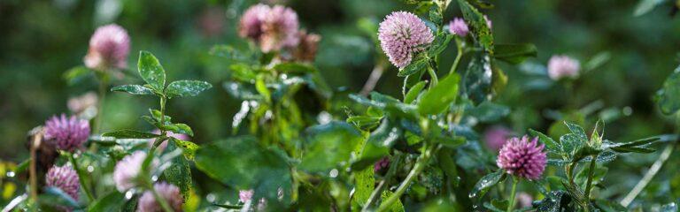 red clover in the field