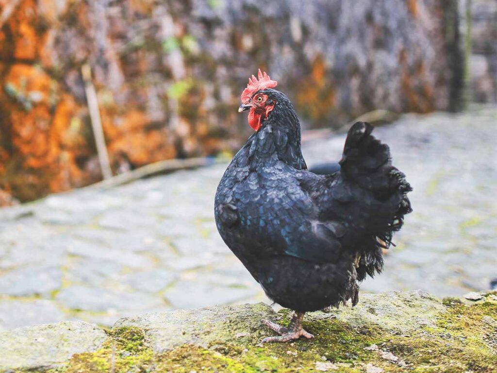 a black free-range chicken to illustrate carbon emissions from poultry
