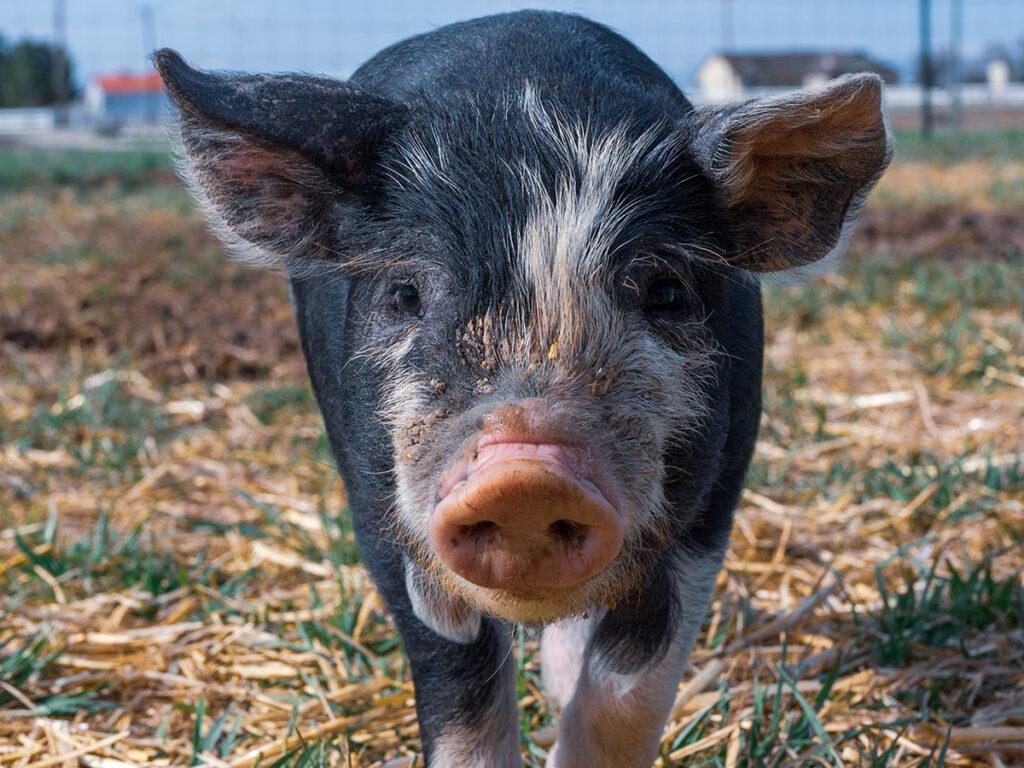 pig carbon footprint - black and pink piglet