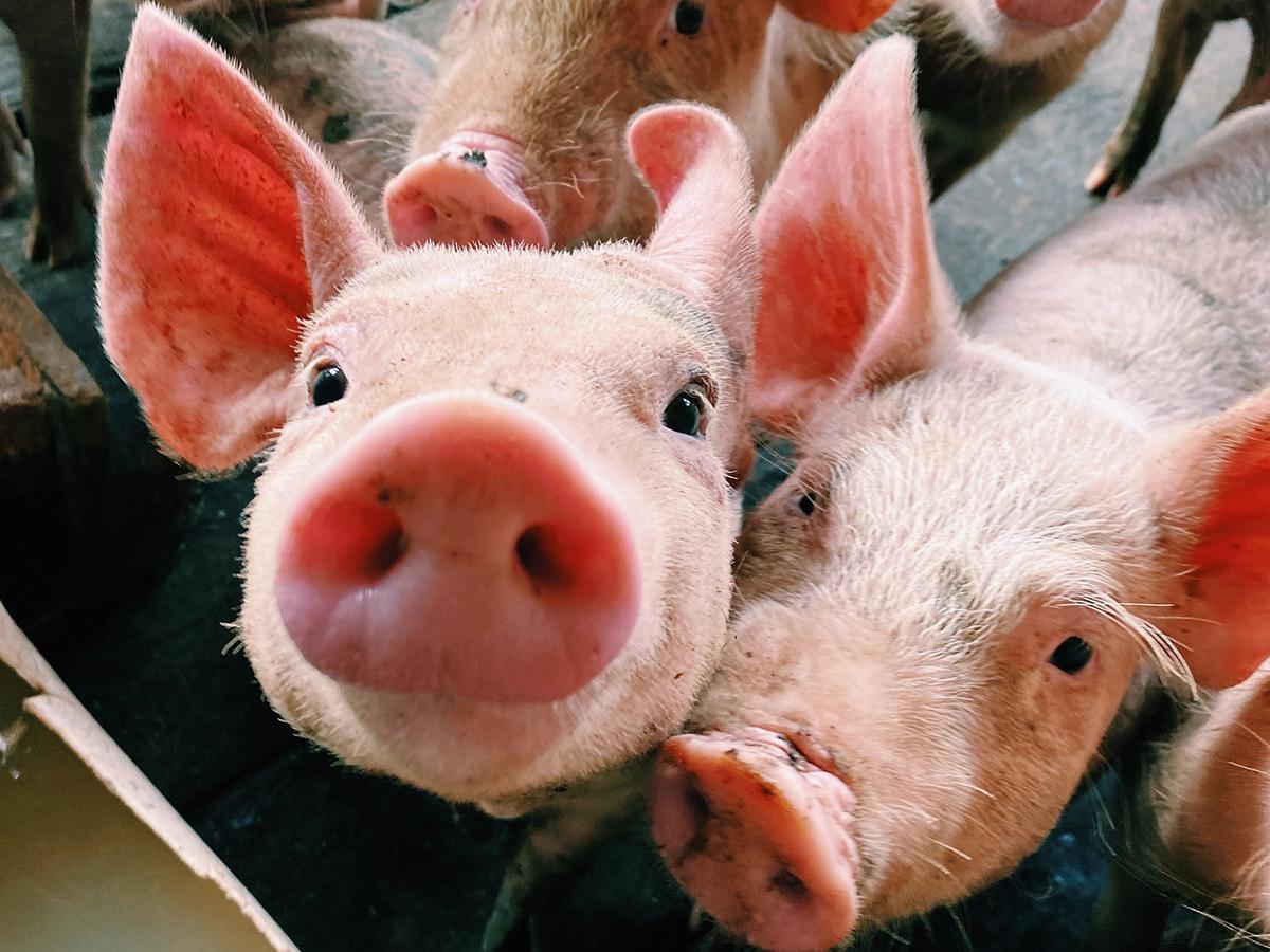pig carbon footprint - pig's noses