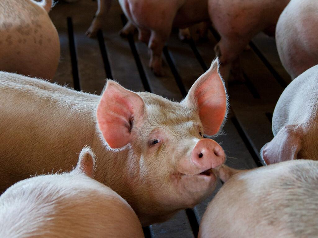 pig carbon footprint - smiling pig