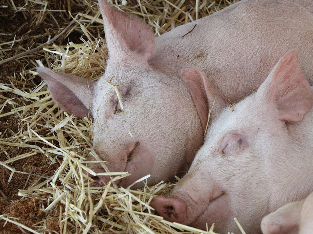 pig carbon footprint - sleeping pigs in straw