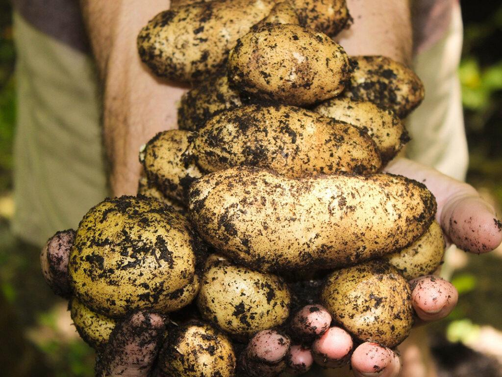 potato carbon footprint - potatoes in hand, covered with earth